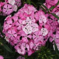 Гвоздика межвидовая Rockin'™ Pink Magic