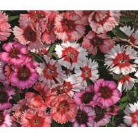 Гвоздика китайська - Super Parfait™ Mix, 50 шт, Syngenta