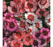 Гвоздика китайська - Dianthus barbatus