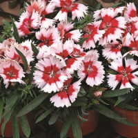 Гвоздика кит Super Parfait Red Peppermint, 50 шт, Syngenta