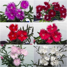 Гвоздика Supra full mixture, 10 шт, Hem Genetics