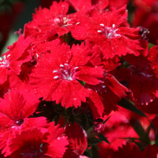  Гвоздика гібридна Telstar F1 Crimson, 1000 шт, Takii seed
