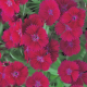 Гвоздика гібридна Telstar F1 Burgundy, 1000 шт, Takii seed