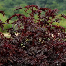 Гібіскус кислий MAHOGANY SPLENDOR, 100 шт, PanAmerican