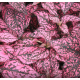 Гіпоестес Confetti Compact: Rose, 1000 шт, Sakata