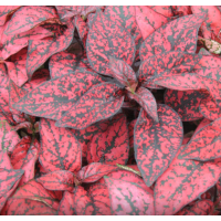 Гіпоестес  Confetti Compact: Red, 10 шт, Sakata