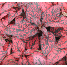 Гіпоестес  Confetti Compact: Red, 1000 шт, Sakata
