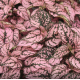 Гіпоестес Confetti Compact: Pink, 1000 шт, Sakata