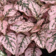 Гіпоестес SPLASH SELECT PINK, 500 шт, PanAmerican