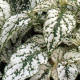 Гіпоестес SPLASH SELECT WHITE, 1000 шт, PanAmerican