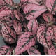 Гіпоестес SPLASH SELECT ROSE, 1000 шт, PanAmerican