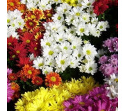 Хризантема - Chrysanthemum