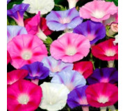 Іпомея - Ipomoea