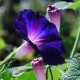Іпомея пурпурова Knowlians Black,  5 г, Hem Zaden