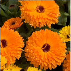 Календула лекарств Calypso: Orange Black Center