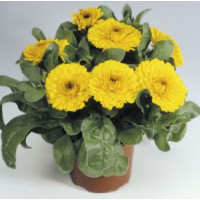 Календула лекарств Gitana: Yellow