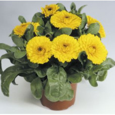 Календула лекарств Gitana: Yellow
