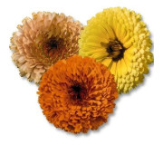 Календула - Calendula officinalis