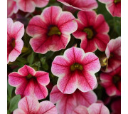 Калібрахоа - Calibrachoa
