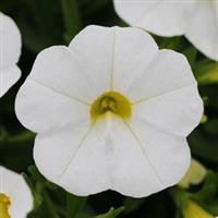 Калибрахоа - KABLOOM WHITE