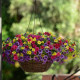 Калибрахоа - Fuseables Paradise Island