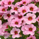 Калибрахоа - KABLOOM Light Pink Blast