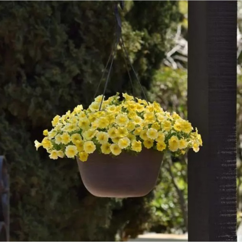 Петчоа Caliburst Yellow (Petchoa Petunia sp. x Calibrachoa sp.), 100 шт, PanAmerican