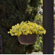 Петчоа Caliburst Yellow (Petchoa Petunia sp. x Calibrachoa sp.), 100 шт, PanAmerican