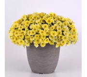 Петчоа Caliburst (Petchoa Petunia sp. x Calibrachoa sp.)