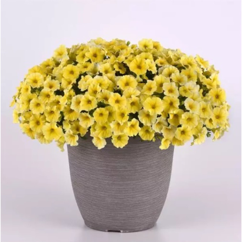 Петчоа Caliburst Yellow (Petchoa Petunia sp. x Calibrachoa sp.), 100 шт, PanAmerican