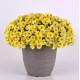 Петчоа Caliburst Yellow (Petchoa Petunia sp. x Calibrachoa sp.), 100 шт, PanAmerican