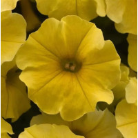 Петчоа Caliburst Yellow (Petchoa Petunia sp. x Calibrachoa sp.), 5 шт, PanAmerican