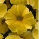 Петчоа Caliburst Yellow (Petchoa Petunia sp. x Calibrachoa sp.), 100 шт, PanAmerican
