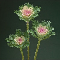Капуста декоративна Crane Feather F1 King, 100 шт, Takii seed