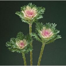 Капуста декоративна Crane Feather F1 King, 100 шт, Takii seed