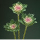 Капуста декоративна Crane Feather F1 King, 100 шт, Takii seed