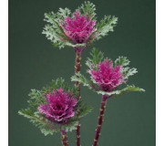 Серия "Crane Feather, Ruffle" (Takii Seed)