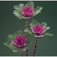 Капуста декоративна Crane Feather F1 Queen, 1000 шт, Takii seed