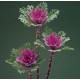 Капуста декоративна Crane Feather F1 Queen, 1000 шт, Takii seed