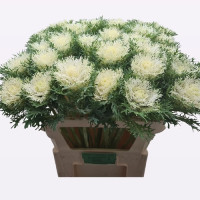 Капуста декоративна Crane Feather F1 Snow, 1000 шт, Takii seed