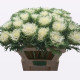 Капуста декоративна Crane Feather F1 Snow, 10 шт, Takii seed