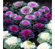 Капуста декоративна - Brassica oleracea