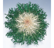 Серия "Peacock" (Takii Seed)
