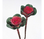 Серії "Sunset", "Sunrise" (Takii Seed)