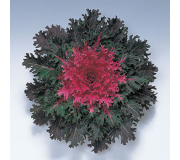 Серия "Coral" (Takii Seed)