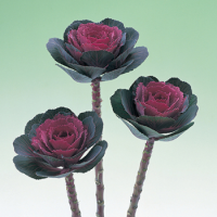 Капуста декоративна Crane F1 Rose, 10 шт, Takii seed