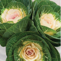 Капуста декоративна Crane F1 Early White, 1000 шт, Takii seed
