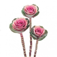Капуста декоративна Crane F1 Pink, 10 шт, Takii seed