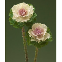 Капуста декоративна Crane  F1 Ruffle Bicolour, 10 шт, Takii seed