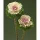 Капуста декоративна Crane  F1 Ruffle Bicolour, 500 шт, Takii seed
